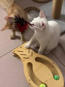 Дървена играчка за котки Риба