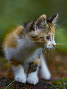Храна за малки котенца ESSENTIAL the LITTLE LION 3кг