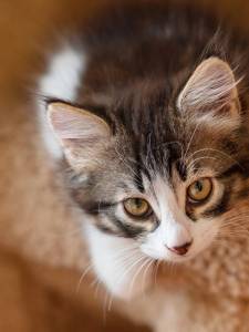 Храна за малки котенца ESSENTIAL the LITTLE LION 3кг