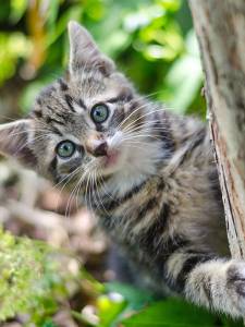 Храна за малки котенца ESSENTIAL the LITTLE LION 4 х 3кг