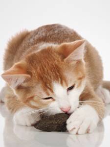 Играчка за котки HUNTER Catnip Clover leaf