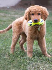 Играчка за кучета KONG® AirDog® Squeaker Dumbbell