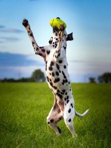 Играчка за кучета ръгби топка KONG® AirDog® Squeaker Football