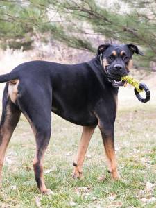 Кучешка играчка KONG® Jaxx™ Braided Tug