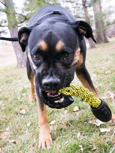 Кучешка играчка KONG® Jaxx™ Braided Tug