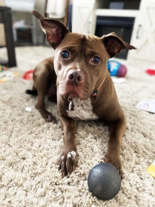 Кучешка топка за игра и дъвчене KONG® DuraMax™ Ball
