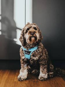 Кучешки нагръдник HUNTER Divo Light Blue