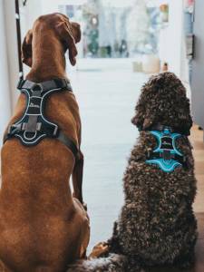 Кучешки нагръдник HUNTER Divo Light Blue