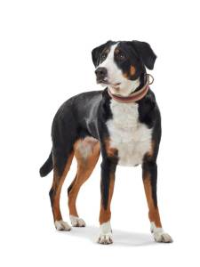 Кучешки нашийник Collar New Orleans на ивици