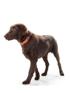Кучешки нашийник Sevilla Vario Plus оранжев
