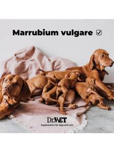 Reprovet Female – добавка за стимулиране на женската репродукция 100 / 500 т.