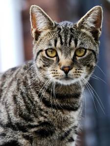 Шампоан за котки BEEPS